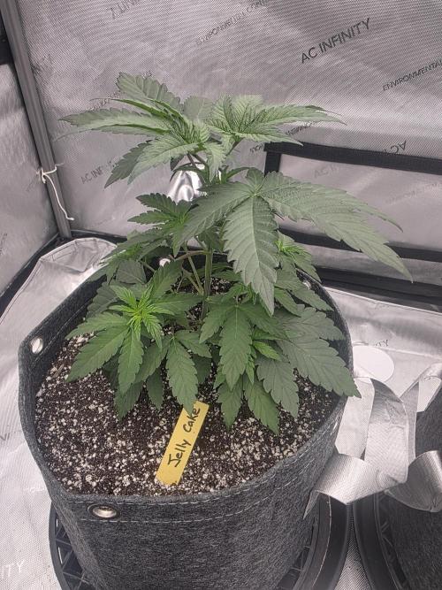 Jelly Cake. Week 2