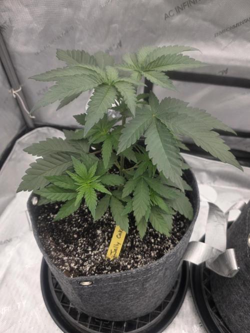 Jelly Cake. Week 2