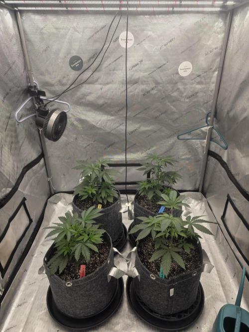 Jelly Cake. Week 2