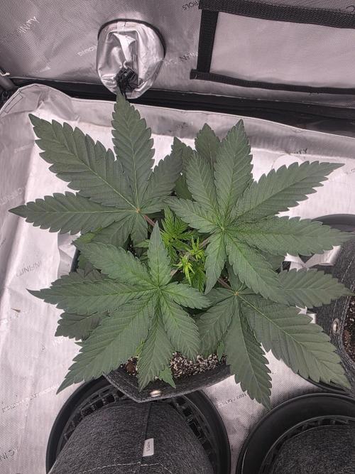 Jelly Cake. Week 2
