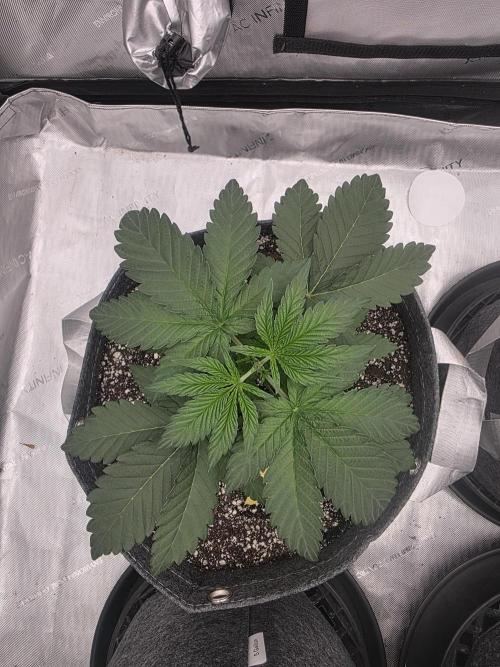 Jelly Cake. Week 2