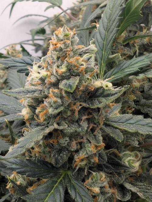 Zamnezia Wedding Cake / Biotabs. Week 11