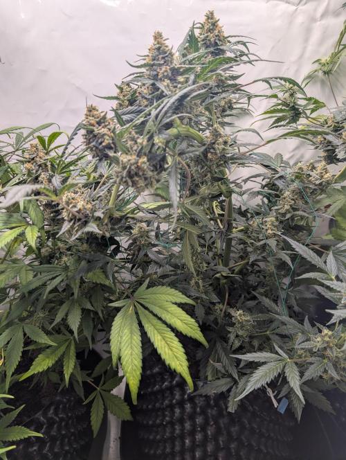 Zamnezia Wedding Cake / Biotabs. Week 11