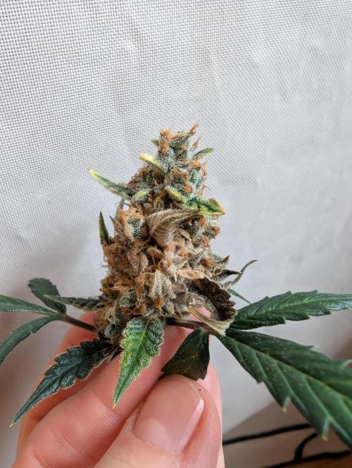 Zamnezia Wedding Cake / Biotabs. Week 11 - :(