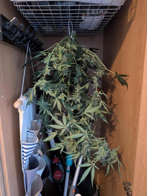 Zamnezia Wedding Cake / Biotabs. Week 11