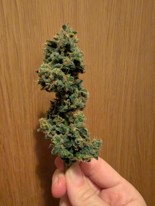 Zamnezia Wedding Cake / Biotabs. Week 11 - One cleaned flower for early access