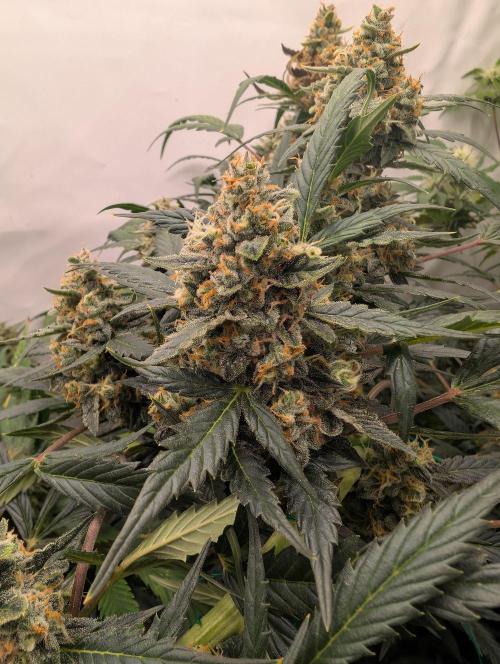 Zamnezia Wedding Cake / Biotabs. Week 11