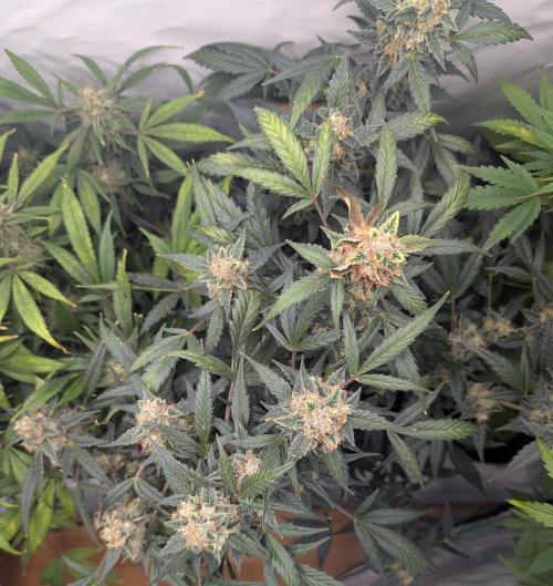 Zamnezia Wedding Cake / Biotabs. Week 11 - Spot the bud rot