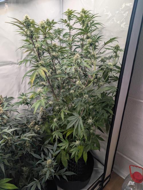 Mephisto Chemdogging-Hubba / Biotabs. Week 8