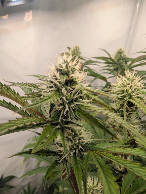 Mephisto Chemdogging-Hubba / Biotabs. Week 8