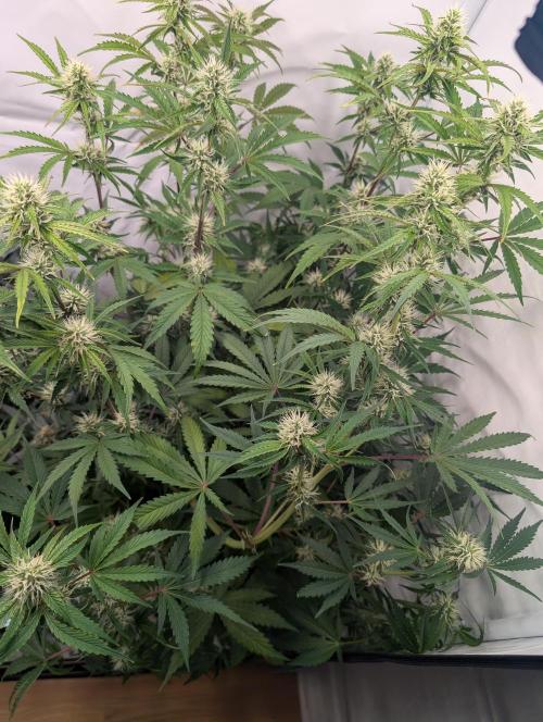 Mephisto Chemdogging-Hubba / Biotabs. Week 8