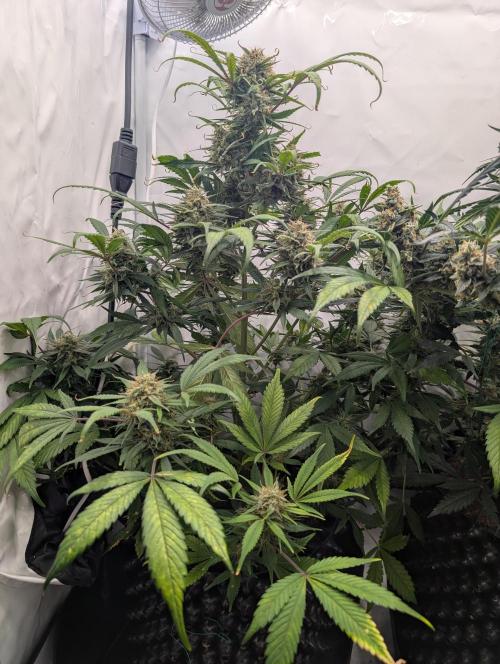 Sweet Seeds Cream Mandarine / Biotabs. Week 11