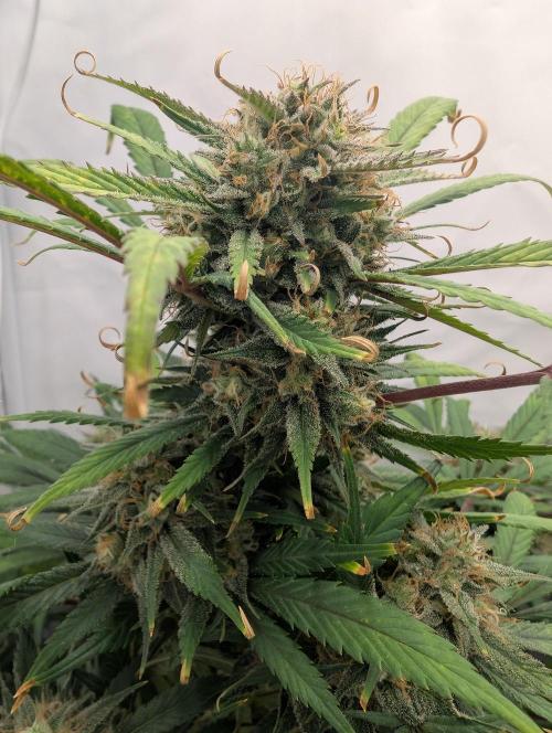 Sweet Seeds Cream Mandarine / Biotabs. Week 11