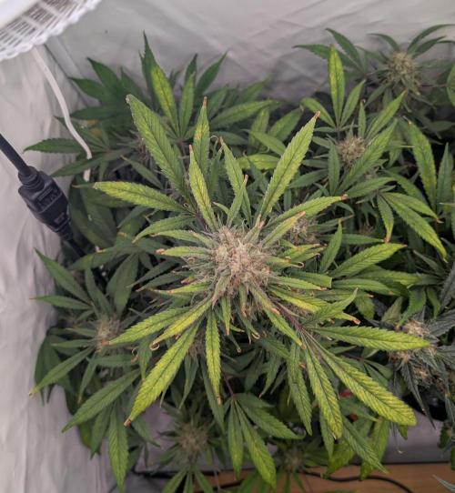 Sweet Seeds Cream Mandarine / Biotabs. Week 11