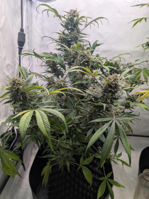 Sweet Seeds Cream Mandarine / Biotabs. Week 12 - D78
