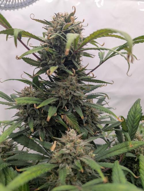 Sweet Seeds Cream Mandarine / Biotabs. Week 12 - D78