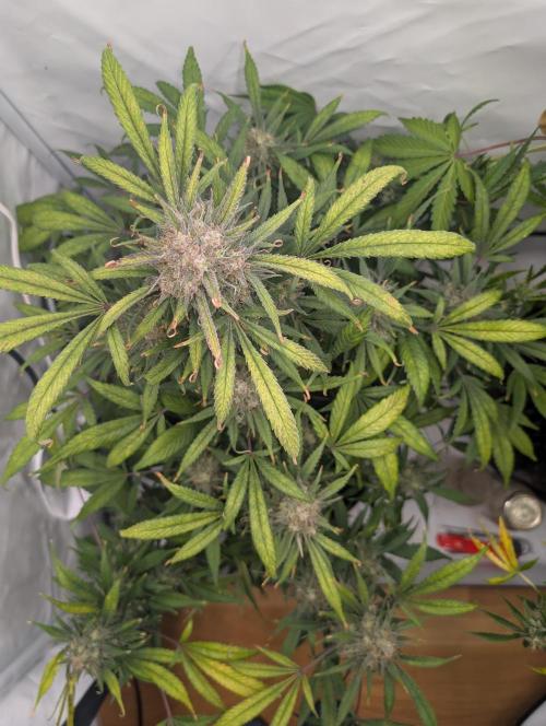 Sweet Seeds Cream Mandarine / Biotabs. Week 12 - D78