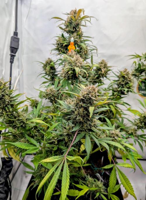 Sweet Seeds Cream Mandarine / Biotabs. Week 13 - D85