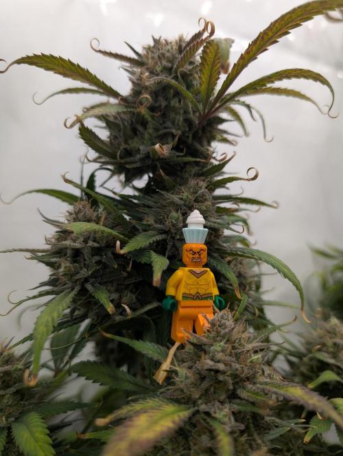 Sweet Seeds Cream Mandarine / Biotabs. Week 13 - D85