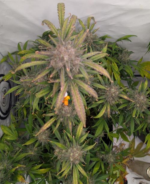 Sweet Seeds Cream Mandarine / Biotabs. Week 13 - D85