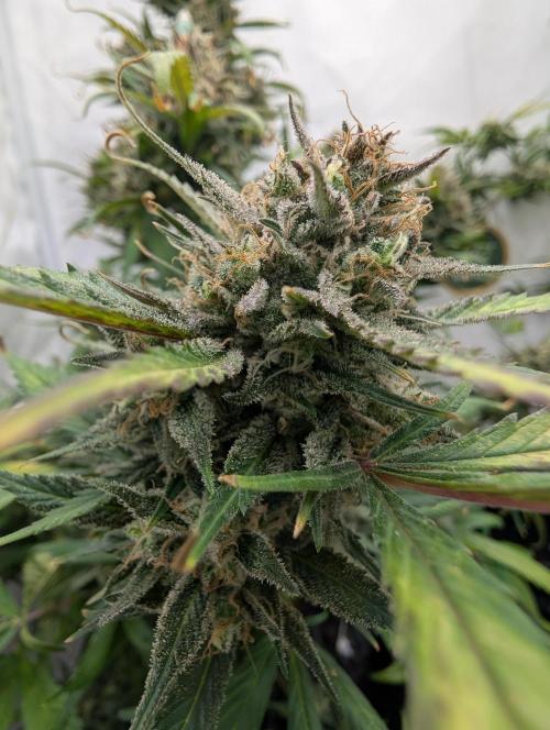 Sweet Seeds Cream Mandarine / Biotabs. Week 13 - D85