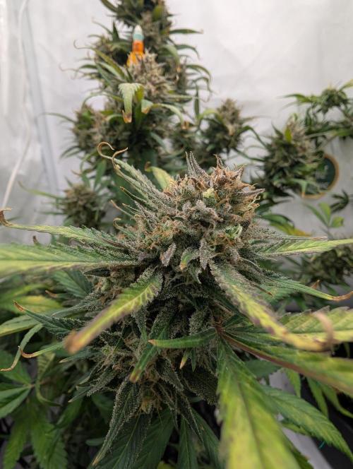 Sweet Seeds Cream Mandarine / Biotabs. Week 13 - D85