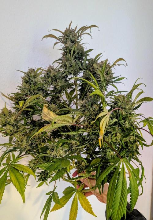 Sweet Seeds Cream Mandarine / Biotabs. Week 13 - D85