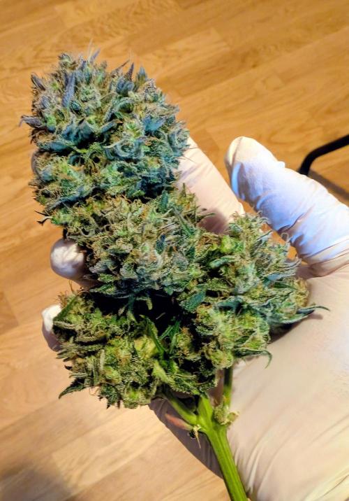 Sweet Seeds Cream Mandarine / Biotabs. Week 13