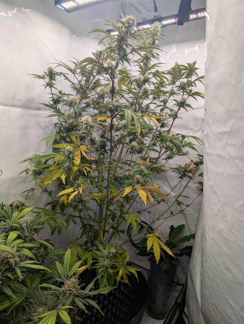 Mephisto Chemdogging-Hubba / Biotabs. Week 9