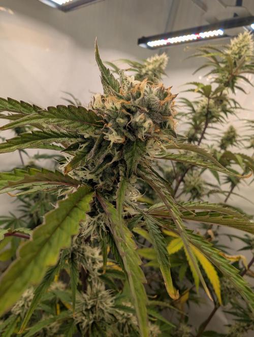 Mephisto Chemdogging-Hubba / Biotabs. Week 9