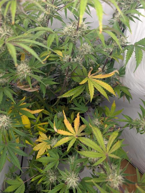 Mephisto Chemdogging-Hubba / Biotabs. Week 9