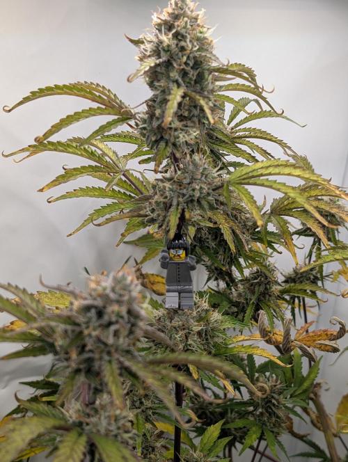 Mephisto Chemdogging-Hubba / Biotabs. Week 10