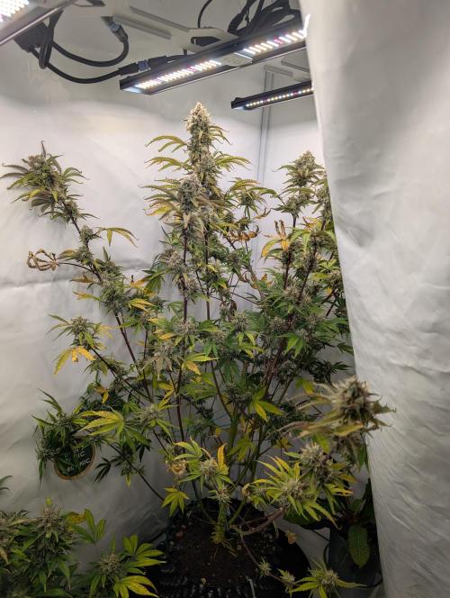 Mephisto Chemdogging-Hubba / Biotabs. Week 10