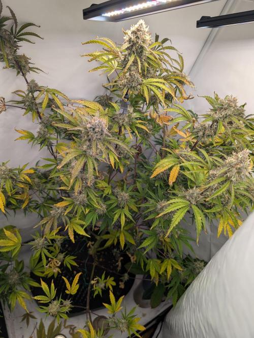 Mephisto Chemdogging-Hubba / Biotabs. Week 10