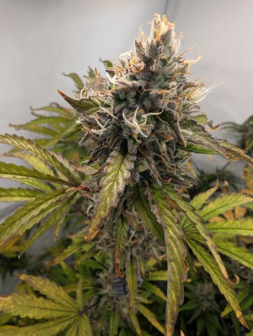 Mephisto Chemdogging-Hubba / Biotabs. Week 10