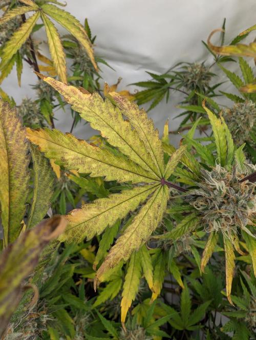 Mephisto Chemdogging-Hubba / Biotabs. Week 10