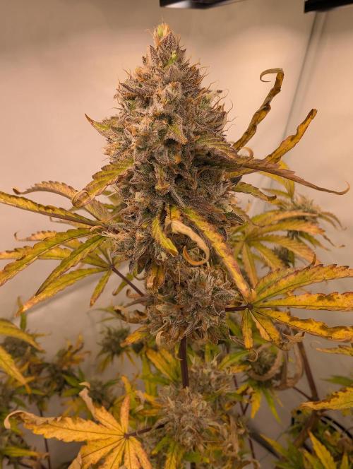 Mephisto Chemdogging-Hubba / Biotabs. Week 11