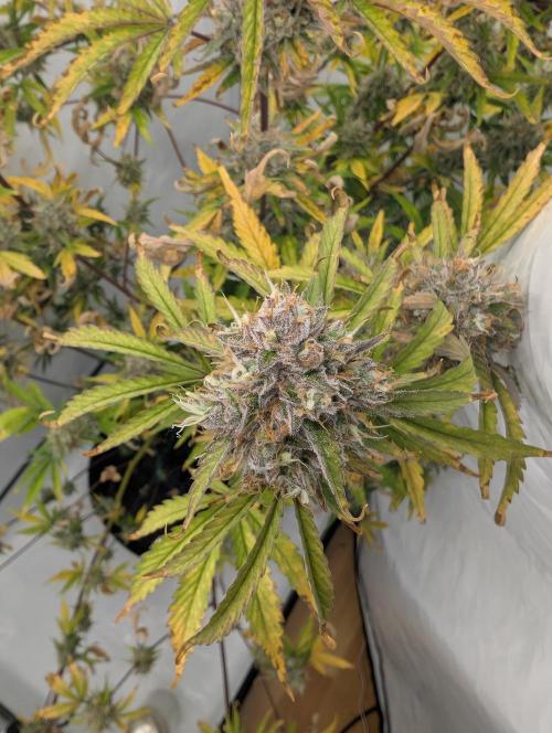 Mephisto Chemdogging-Hubba / Biotabs. Week 11