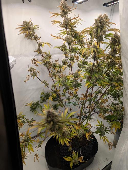 Mephisto Chemdogging-Hubba / Biotabs. Week 11