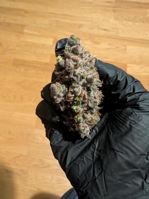 Mephisto Chemdogging-Hubba / Biotabs. Week 12