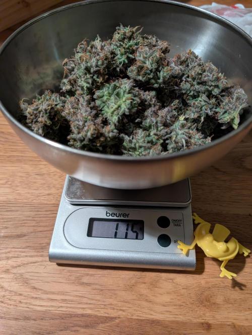 Mephisto Chemdogging-Hubba / Biotabs. Week 12