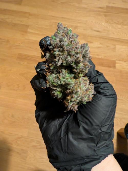 Mephisto Chemdogging-Hubba / Biotabs. Week 12