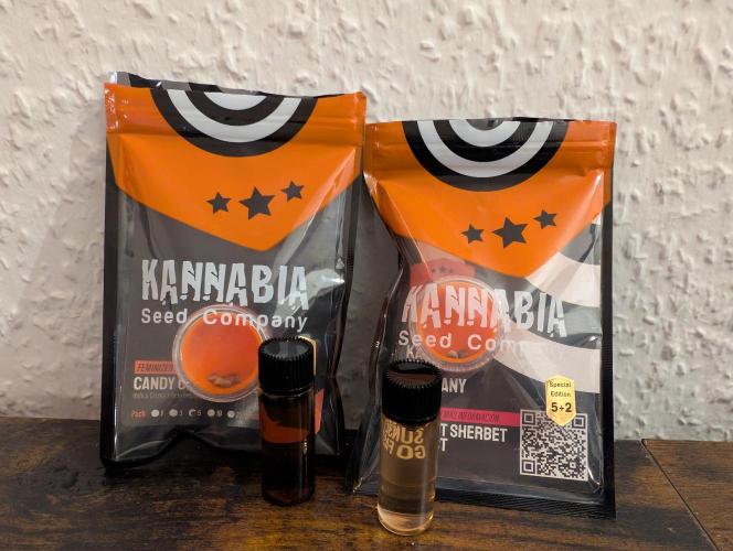 Kannabia Sunset Sherbet Go Fast  Biotabs. Week 0 - Soaking for 24h in water with a hint of humic acid