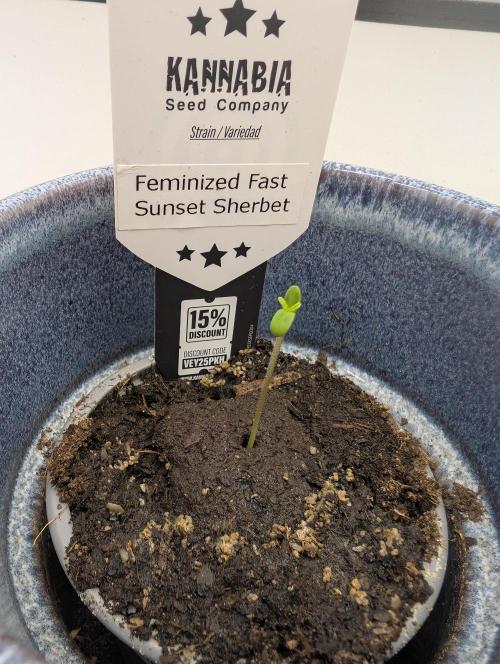 Kannabia Sunset Sherbet Go Fast  Biotabs. Week 0 - came to light at day 4