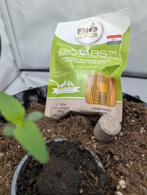 Kannabia Sunset Sherbet Go Fast  Biotabs. Week 1 - D8