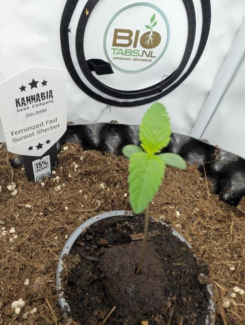 Kannabia Sunset Sherbet Go Fast  Biotabs. Week 1 - D8