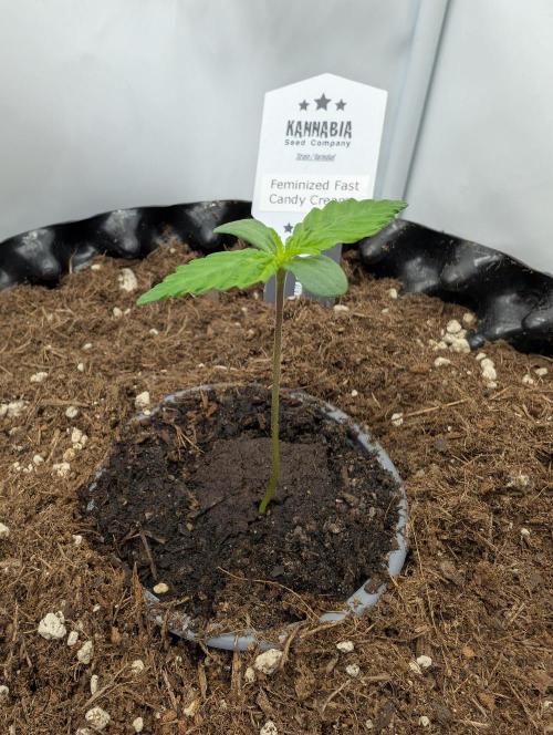 Kannabia Candy Cream Go Fast - Biotabs. Week 1 - D08