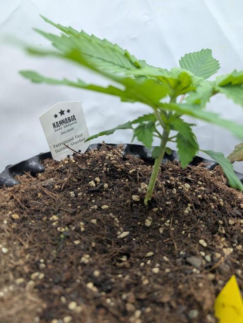 Kannabia Sunset Sherbet Go Fast  Biotabs. Week 2 - D15