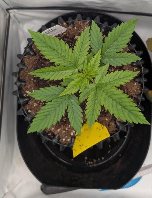 Kannabia Sunset Sherbet Go Fast  Biotabs. Week 2 - D15