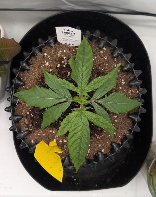 Kannabia Candy Cream Go Fast - Biotabs. Week 2